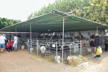 Más de 900 animales en la Feria de Ganado de Gran Canaria (Foto TA)